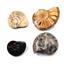 Ammonite, Nautilus & Goniatite Fossil Lot (6 pieces) #17062 20o
