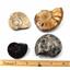 Ammonite, Nautilus & Goniatite Fossil Lot (6 pieces) #17062 20o