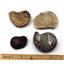 Ammonite, Nautilus & Goniatite Fossil Lot (6 pieces) -17063