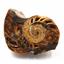 Ammonite, Nautilus & Goniatite Fossil Lot (6 pieces) #17063 19o