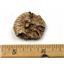 Ammonite, Nautilus & Goniatite Fossil Lot (6 pieces) #17063 19o