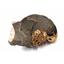 Ammonite, Nautilus & Goniatite Fossil Lot (6 pieces) #17064 27o