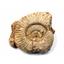 Ammonite, Nautilus & Goniatite Fossil Lot (6 pieces) #17064 27o