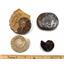 Ammonite, Nautilus & Goniatite Fossil Lot 17065