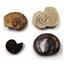Ammonite, Nautilus & Goniatite Fossil Lot (6 pieces) 17066