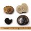 Ammonite, Nautilus & Goniatite Fossil Lot (6 pieces) 17066
