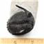 Hollardops Trilobite Fossil Morocco - 17069