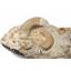 Perisphinctes Ammonite Fossil Jurrasic -Bavaria, West Germany #17156