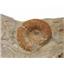Perisphinctes Ammonite Fossil Jurrasic -Bavaria, West Germany #17156
