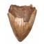 Megalodon Tooth Fossil Shark 4.023 inches -17167