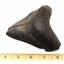 Megalodon Tooth Fossil Shark 4.427 inches -17168