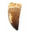 Mosasaur Tooth Fossil Dinosaur 17173