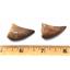 MOSASAUR Dinosaur Teeth Fossil Lot of 2 w/ Info Card MDB #17213 15o