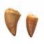 MOSASAUR Dinosaur Teeth Fossil Lot of 2 w/ Info Card MDB #17215 15o