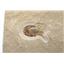 Carpopenaeus Genuine Fossil Shrimp Prawn 17241