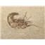 Carpopenaeus Genuine Fossil Shrimp Prawn 17242