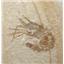 Carpopenaeus Genuine Fossil Shrimp Prawn 17243