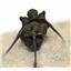 TRILOBITE Cyphaspis eberhardiei Fossil Morocco 400 MYO COA #17251 15o