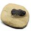 TRILOBITE Crotalocephalus Fossil Morocco 400 Million Years old #17257 10o