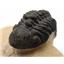 Trilobite Reedops Fossil Morocco 390 Million Years old 17260