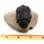 TRILOBITES Reedops Fossil Morocco 390 Million Years old w/ COA #17261 15o