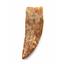 CARCHARODONTOSAURUS Dinosaur Tooth 2.272" Fossil African T-Rex MDB  #17304 13o