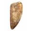 Carcharodontosaurus Dinosaur Tooth 2.924" Fossil African T-Rex 17316 Great Gift!