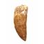 CARCHARODONTOSAURUS Dinosaur Tooth 3.221" Fossil African T-Rex MDB  #17319 13o