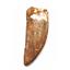 CARCHARODONTOSAURUS Dinosaur Tooth 3.498" Fossil African T-Rex MDB  #17320 13o