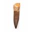 Elasmosaur Dinosaur Tooth 2.262 inches MDB w/COA 80 MYO #17337 13o