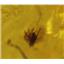 AMBER Fossil with Insect Inclusion PLUS Mini Microscope  #17407 4o