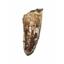 SPINOSAURUS Dinosaur Tooth Fossil 2.319 inch w/ Info Card #17418 3o