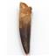 SPINOSAURUS Dinosaur Tooth Fossil 3.775 inch #15394 17474