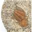 TRILOBITES Ourikaia Fossil Morocco 515 Million Years Old #17492 95o
