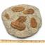 TRILOBITES Ourikaia Fossil Morocco 515 Million Years Old #17492 95o
