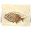 Phareodus Fossil Fish Green River Wyoming #17493 129o
