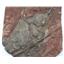 CRINOID Fossil Scyphocrinites Elegans Morocco 420 Million Years Old #17497