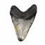 MEGALODON TOOTH Fossil SHARK 4.739 inches -Up to 25 Million Years Old #17500