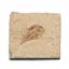 Carpopenaeus Genuine Fossil Shrimp Prawn 95 MYO 6o  #17504