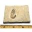 Carpopenaeus Genuine Fossil Shrimp Prawn 95 MYO 6o  #17505