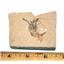 Carpopenaeus Genuine Fossil Shrimp Prawn 95 MYO 6o  #17507