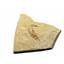 Carpopenaeus Genuine Fossil Shrimp Prawn 95 MYO 6o  #17509