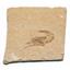Carpopenaeus Genuine Fossil Shrimp Prawn 95 MYO 6o  #17510