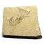 Carpopenaeus Genuine Fossil Shrimp Prawn 95 MYO 6o  #17511