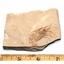 Carpopenaeus Genuine Fossil Shrimp Prawn 95 MYO 6o  #17512