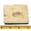Carpopenaeus Genuine Fossil Shrimp Prawn 95 MYO 6o  #17517