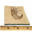 Carpopenaeus Genuine Fossil Shrimp Prawn 95 MYO 6o  #17518