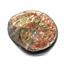 Placenticeras Ammonite Fossil 100 Million Years Old Canada #17524