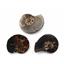 Ammonite Hoploscaphites Lot of 3 Fossil Montana 100 MYO w/label #17547