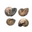 Ammonite Hoploscaphites Lot of 4 Fossil Montana 100 MYO w/label #17548